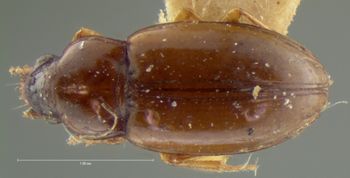 Media type: image;   Entomology 5583 Aspect: habitus dorsal view
